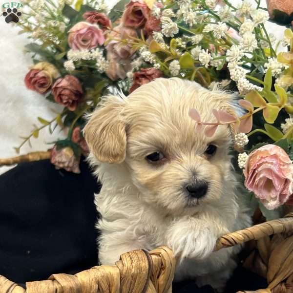 Kiki- tiny, Maltipoo Puppy