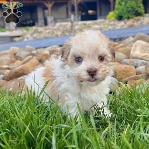 Gabriel, Havanese Puppy