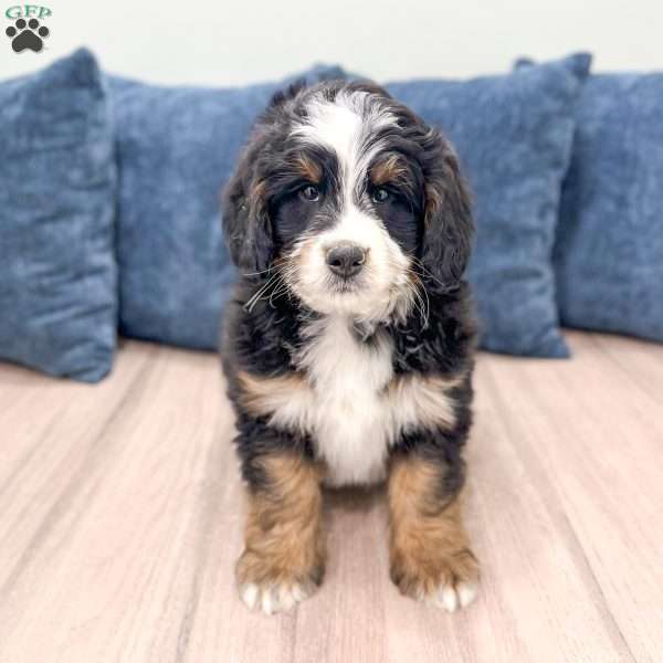 Haze, Mini Bernedoodle Puppy