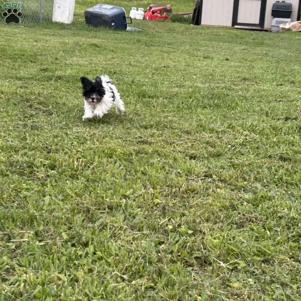 Vanessa, Miniature Schnauzer Puppy