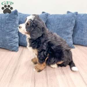 Haze, Mini Bernedoodle Puppy