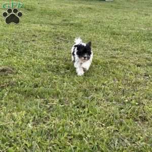 Vanessa, Miniature Schnauzer Puppy