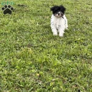 Vanessa, Miniature Schnauzer Puppy