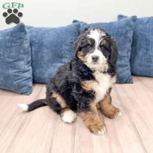 Haze, Mini Bernedoodle Puppy