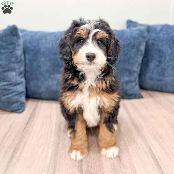 Rico, Mini Bernedoodle Puppy