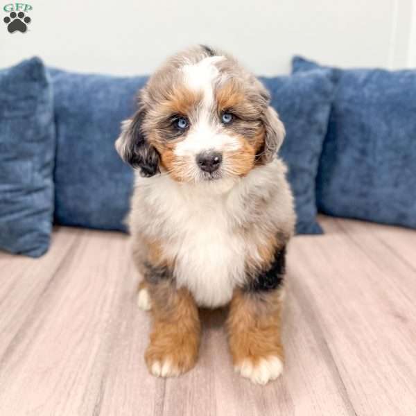Dozer, Mini Bernedoodle Puppy