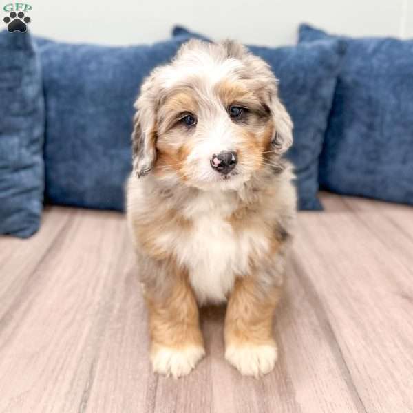 Niko, Mini Bernedoodle Puppy
