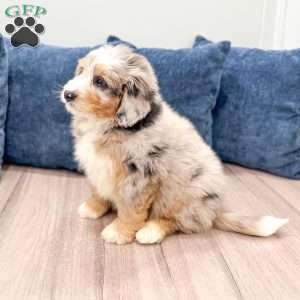 Niko, Mini Bernedoodle Puppy