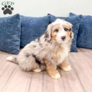 Niko, Mini Bernedoodle Puppy