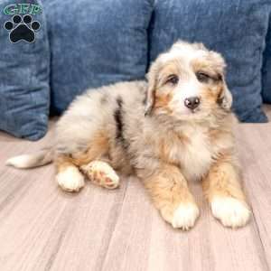 Niko, Mini Bernedoodle Puppy