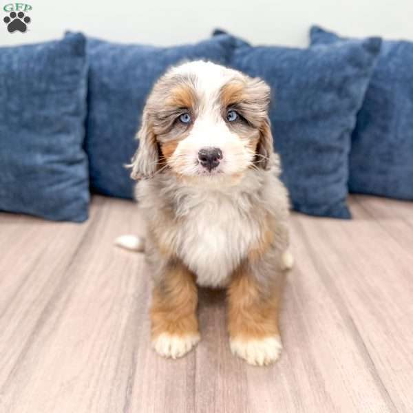 Navy, Mini Bernedoodle Puppy