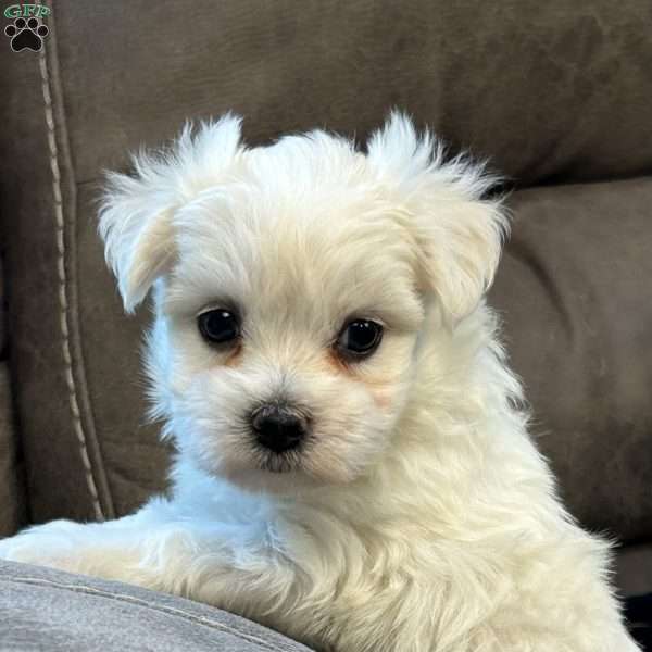 Max, Maltese Puppy