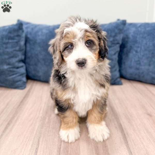 Cain, Mini Bernedoodle Puppy