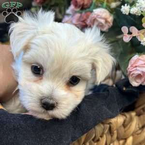 Max, Maltese Puppy
