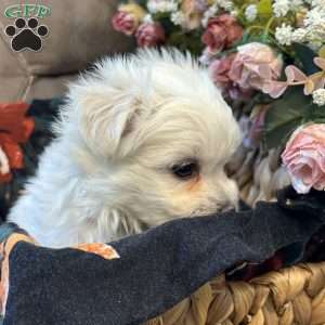 Max, Maltese Puppy