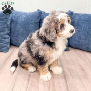 Cain, Mini Bernedoodle Puppy