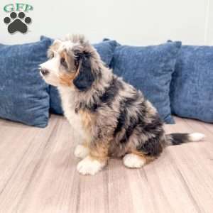 Cain, Mini Bernedoodle Puppy