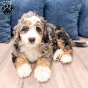 Cain, Mini Bernedoodle Puppy