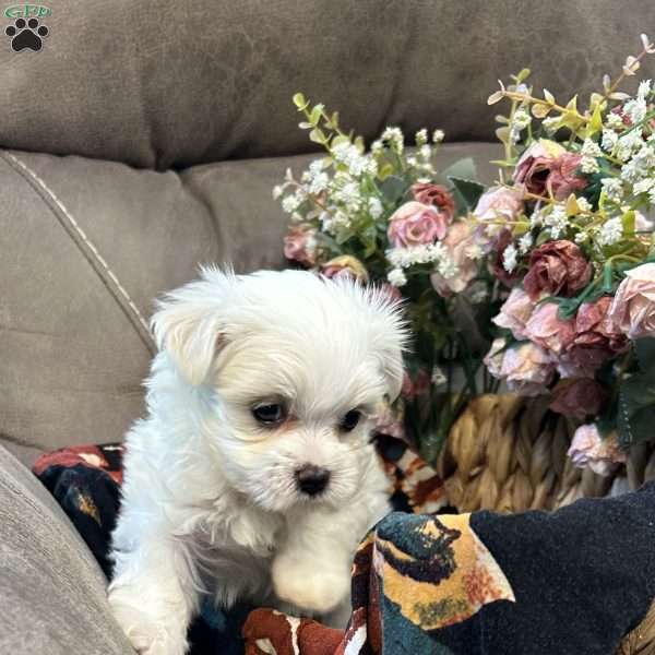 Milo, Maltese Puppy