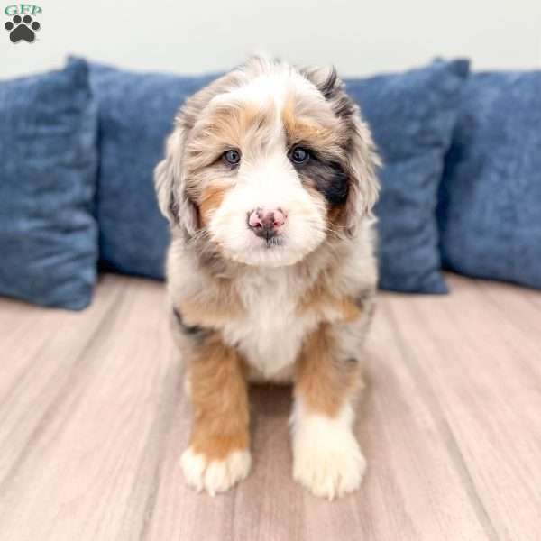 Raider, Mini Bernedoodle Puppy