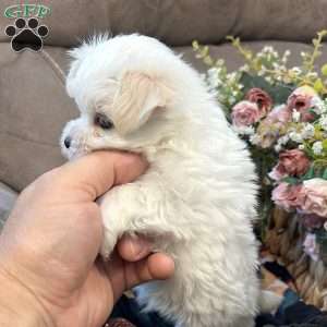 Milo, Maltese Puppy