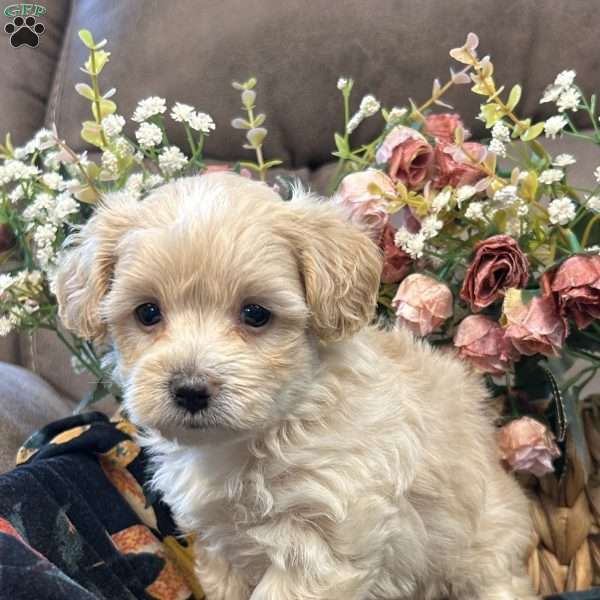 Seth, Maltipoo Puppy