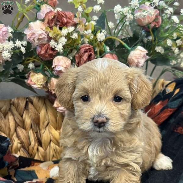Sue, Maltipoo Puppy