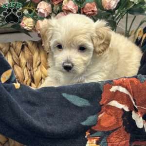 Sandy, Maltipoo Puppy