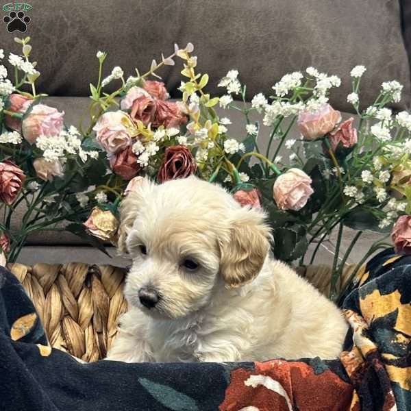 Sandy, Maltipoo Puppy