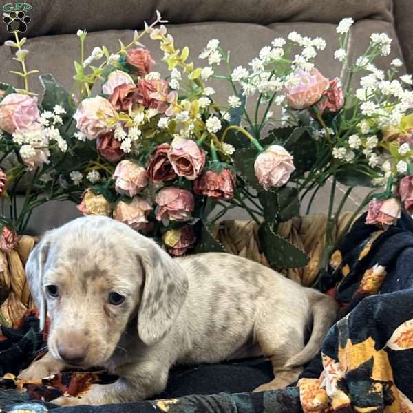 Elsie, Dachshund Puppy