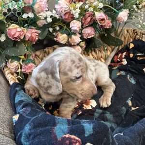 Elsie, Dachshund Puppy