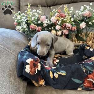 Enzo, Dachshund Puppy