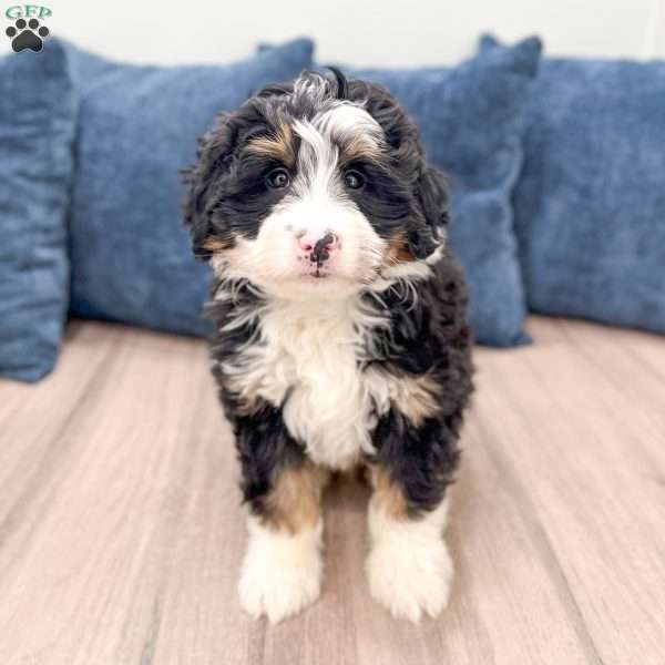 Rocky, Mini Bernedoodle Puppy