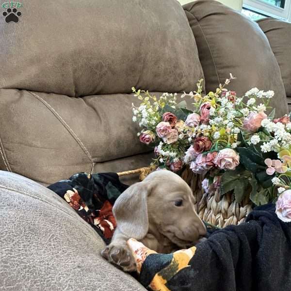 Enzo, Dachshund Puppy