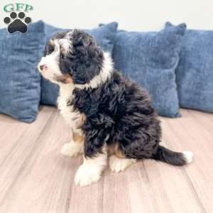 Rocky, Mini Bernedoodle Puppy