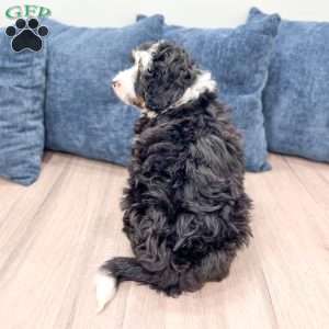Rocky, Mini Bernedoodle Puppy