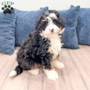 Rocky, Mini Bernedoodle Puppy
