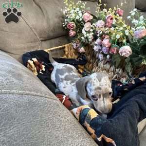 Ember, Dachshund Puppy