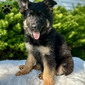Nikita, German Shepherd Puppy
