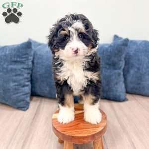 Rocky, Mini Bernedoodle Puppy