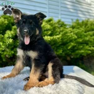 Nikita, German Shepherd Puppy