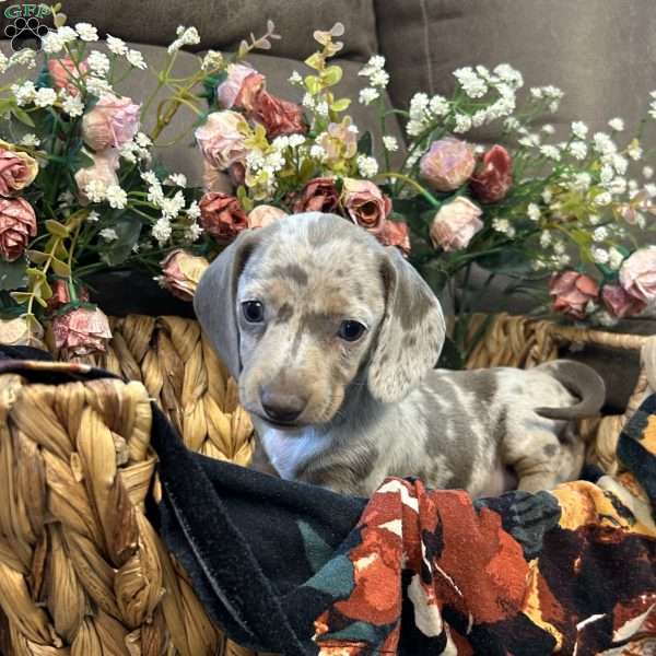 Ember, Dachshund Puppy