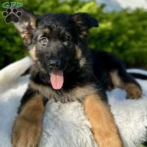 Nikita, German Shepherd Puppy