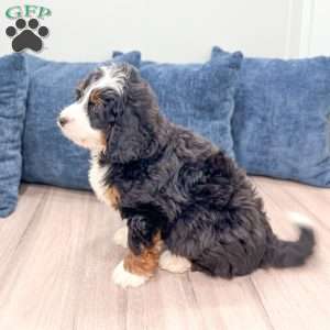 Rolex, Mini Bernedoodle Puppy