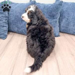 Rolex, Mini Bernedoodle Puppy