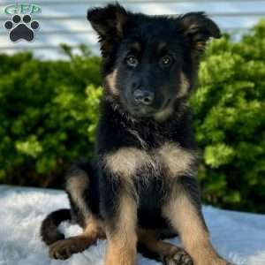 Nikita, German Shepherd Puppy