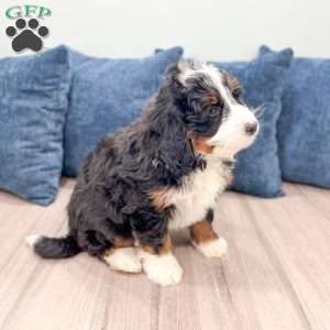 Rolex, Mini Bernedoodle Puppy