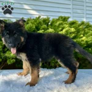 Nikita, German Shepherd Puppy