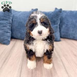 Rolex, Mini Bernedoodle Puppy
