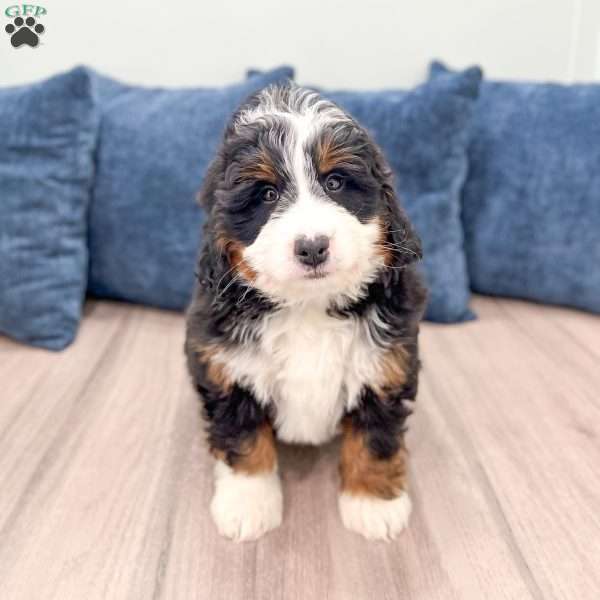 Rolex, Mini Bernedoodle Puppy